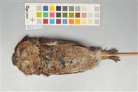 藏品(黃嘴角鴞)的圖片